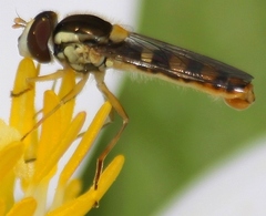 Sphaerophoria philanthus