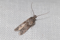 Blastobasis phycidella
