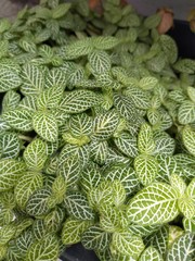 Fittonia albivenis