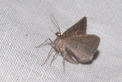 Rhoptria asperaria