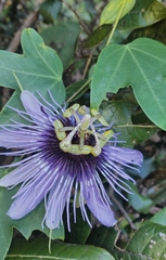 Passiflora amethystina