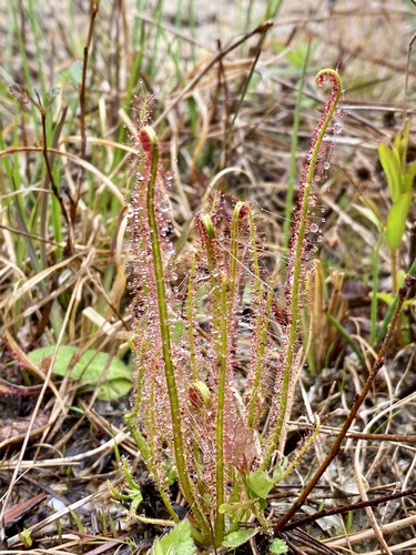 Drosera filiformis