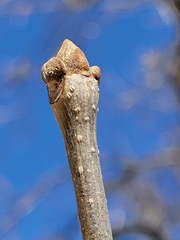 Fraxinus pennsylvanica