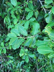 Erythroxylum argentinum