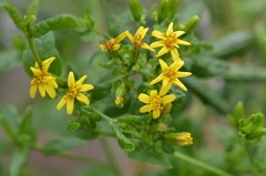 Trixis inula