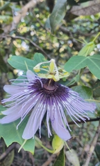Passiflora amethystina