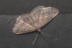Rhoptria asperaria