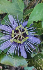 Passiflora amethystina