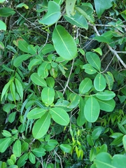 Erythroxylum argentinum
