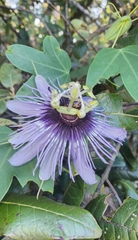 Passiflora amethystina