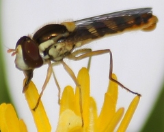Sphaerophoria philanthus