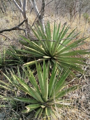 Agave karwinskii