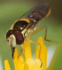 Sphaerophoria philanthus