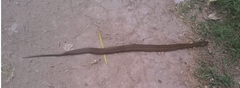 Mesotes strigatus