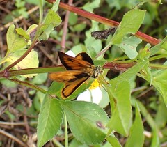 Choranthus vitellius