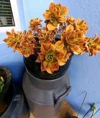 Aeonium arboreum