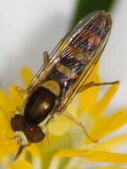 Sphaerophoria philanthus