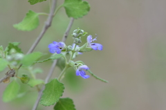 Salvia ballotiflora