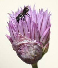 Protosmia rubifloris