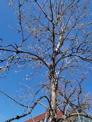 Fraxinus pennsylvanica