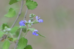 Salvia ballotiflora