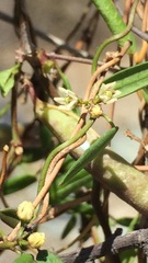 Metastelma californicum