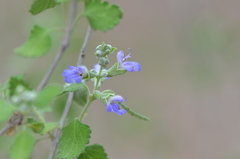 Salvia ballotiflora