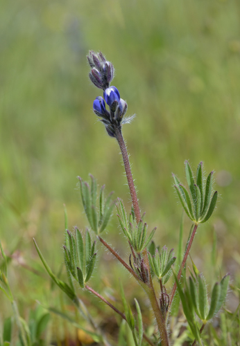 Lupinus bicolor ssp. bicolor