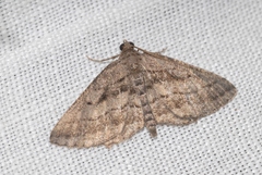 Rhoptria asperaria