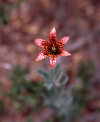 Lilium bolanderi