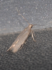 Telphusa cistiflorella