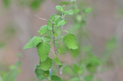 Salvia ballotiflora
