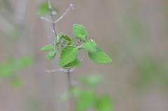 Salvia ballotiflora