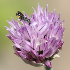 Protosmia rubifloris