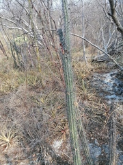 Lemaireocereus hollianus