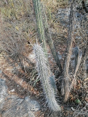 Lemaireocereus hollianus