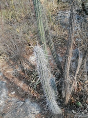 Lemaireocereus hollianus