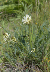 Astragalus hoodianus