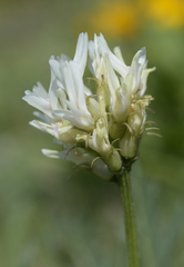Astragalus hoodianus
