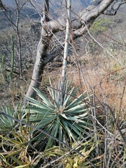 Agave macroacantha