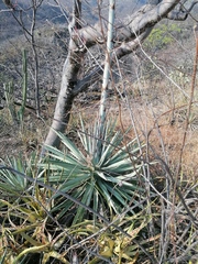 Agave macroacantha