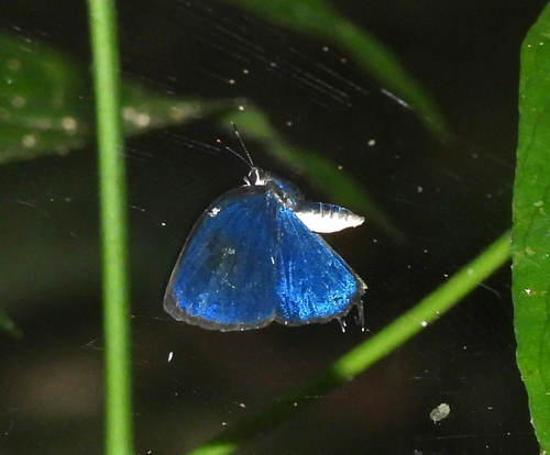 Iaspis temesa