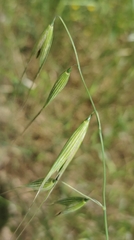 Avena fatua
