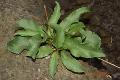 Klasea flavescens mucronata