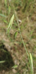 Avena fatua