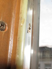 Nemapogon granella