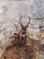 Sphaenognathus feisthamelii