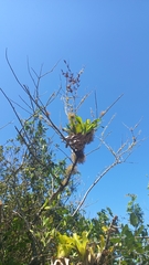 Vriesea rubroviridis