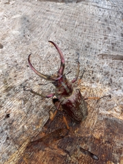 Sphaenognathus feisthamelii