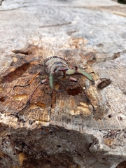 Sphaenognathus feisthamelii